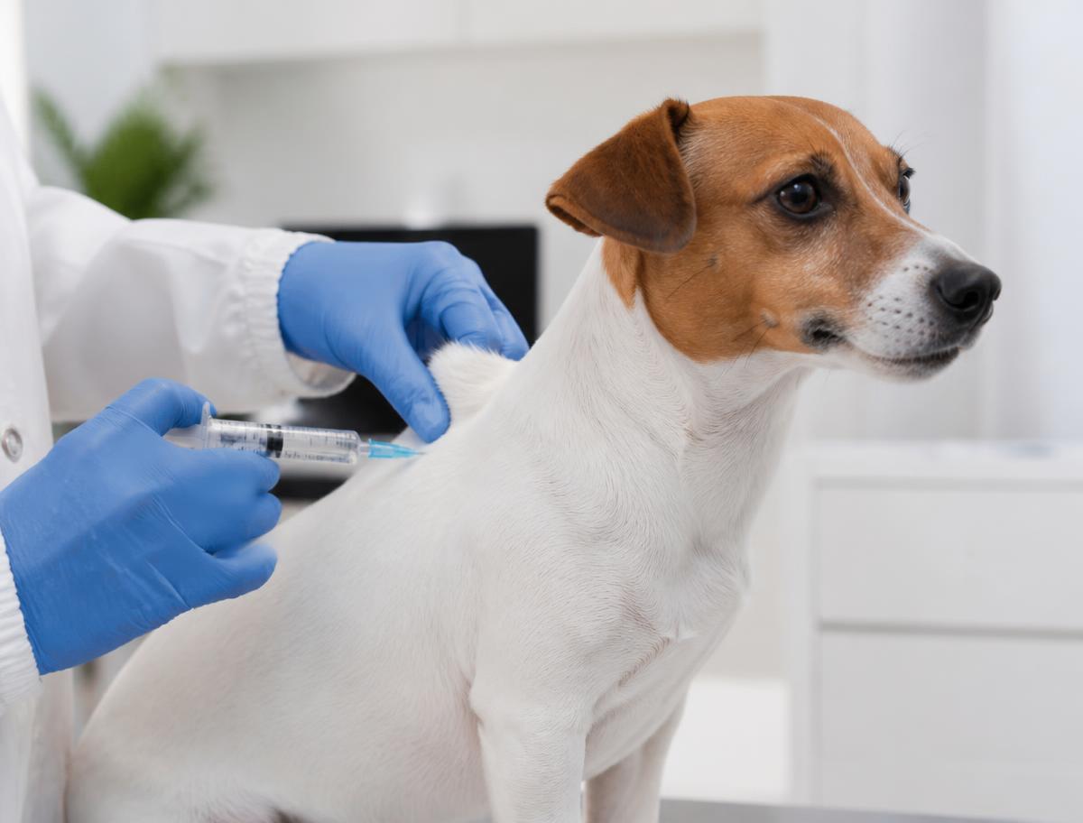 Administração de uma vacina a um cão de pequeno porte